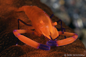 "Tango" Imperial Partner Shrimp changes its colour accord... by Debi Henshaw 